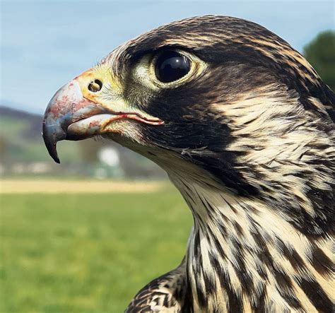 Wie Falken Kr Hen Und Tauben Vergr Men Tierwelt Ch Tierwelt