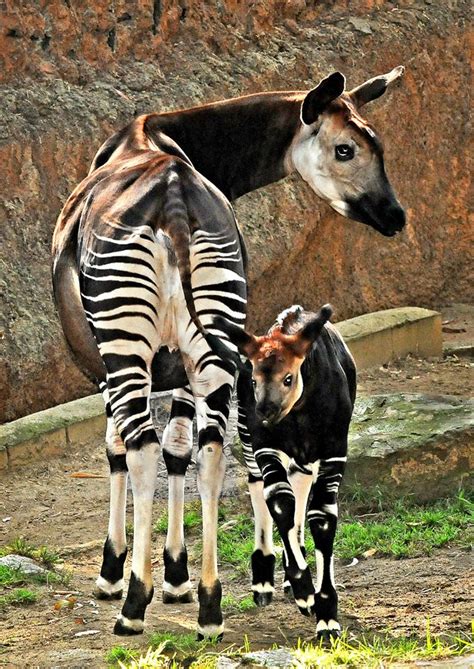 After A 28 Year Wait La Zoo Celebrates First Okapi Calf Zooborns