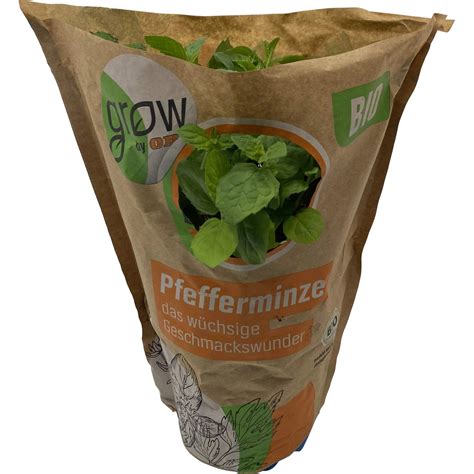 Grow By Obi Bio Pfefferminze Topf Ca Cm Mentha X Piperita