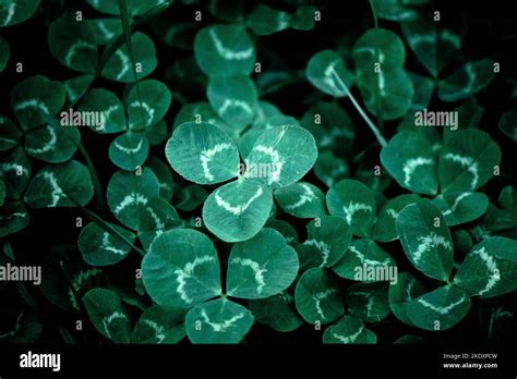 Leaf Clover Background Wallpaper Typical Three Leaf Clover Dark
