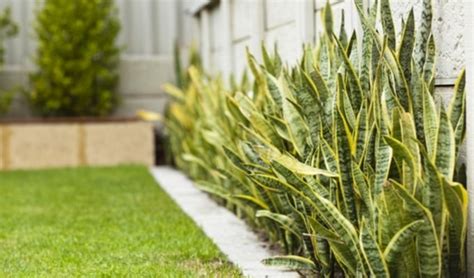 Pokok Bunga Tahan Panas Dan Hujan Tanaman Hias Tahan Panas