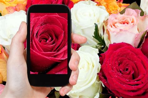 Fotografias turísticas de rosas vermelhas molhadas frescas fecham