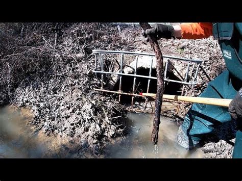 Removing Beaver Dam Unclogging Culvert Pipes Youtube