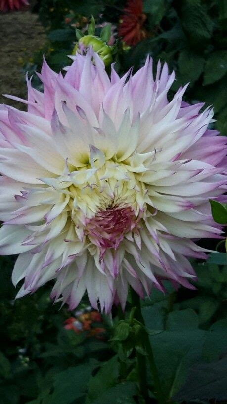 Pineland Princess Dahlia Flower Dahlia Garden Plants