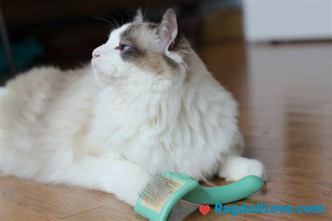 Tips and Hacks For Dealing With Matted Cat Fur on Your Ragdoll