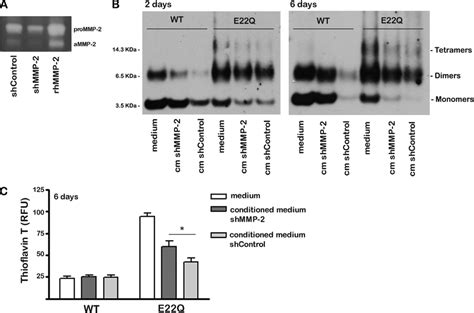 In Vitro Digestion Of A Peptides By Conditioned Media Of ShMMP 2 And