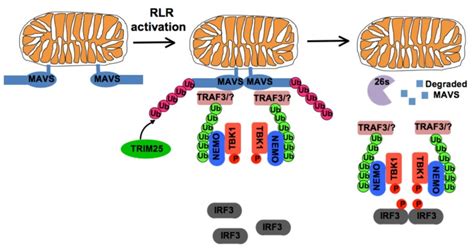 MAVS Ubiquitination By The E3 Ligase TRIM25 And Degradation By The