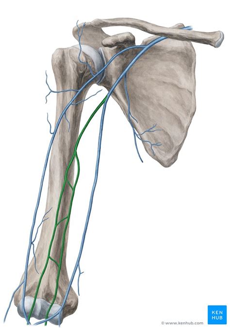 Vena Braquial Anatomía Trayecto Tributarias Kenhub