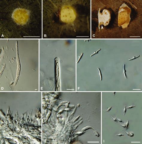 A I Moelleriella Basicystis A C Stromata A Young Stroma Containing