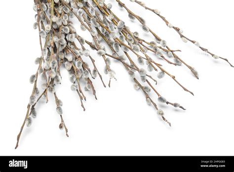 Spring Pussy Willow Branches Isolated On White Background Closeup