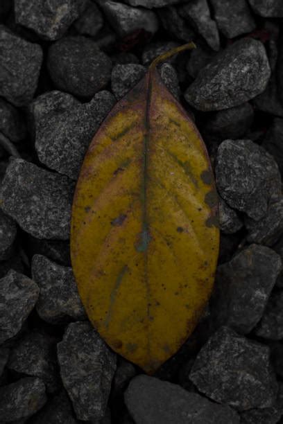 Water Dripping Off Leaf Stock Photos Pictures And Royalty Free Images