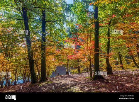 Colorful Autumn Deciduous Forest Scenery Stock Photo Alamy