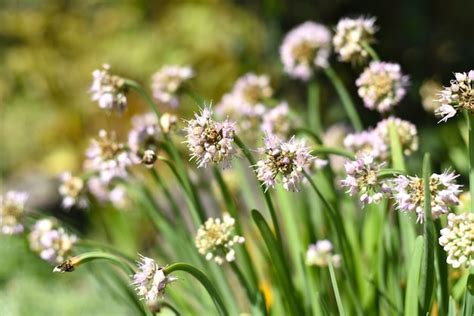 Allium Senescens Nmente Conocido Como Ajo Alem N O Ajo De Monta A