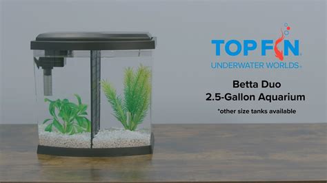 Top Fin Bowfront Dual Betta Tank Gallon Aquarium Setup Youtube