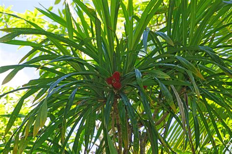 Pandanus Polycephalus Pandanaceae Image At Phytoimages Siu Edu