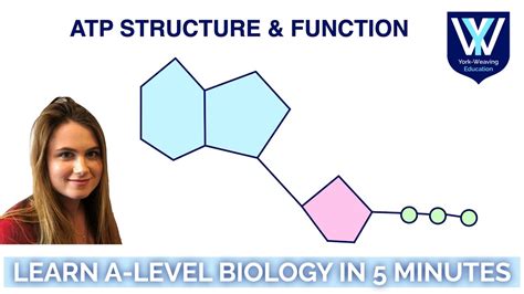 Atp Structure Function Learn A Level Biology In Minutes Aqa