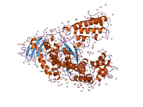 What Is Taq Polymerase And Primers In Pcr