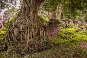 Cambodia Preah Khan De Kompong Svay Day Trip From Siem Reap A Real