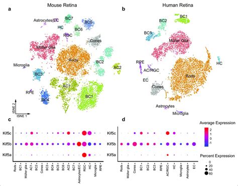 Kif5 Expression Pattern In The Retina Is Conserved From Rodents To