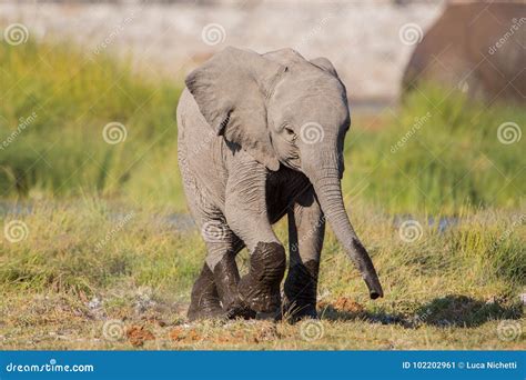 Den Afrikanska Elefanten Behandla Som Ett Barn Loxodontaafricana