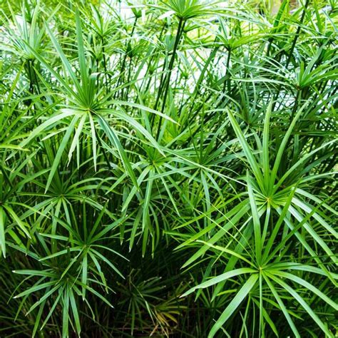 Umbrella Plant Seeds Cyperus Alternifolius Palm Flower Seed