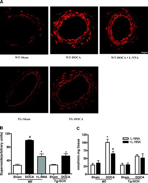 Endothelium Specific GTP Cyclohydrolase I Overexpression Attenuates