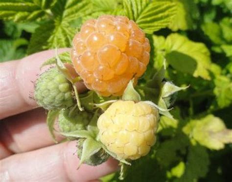 Golden Raspberry Plants