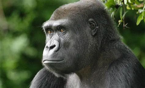 ¿qué Es Primates Su Definición Y Significado 2019