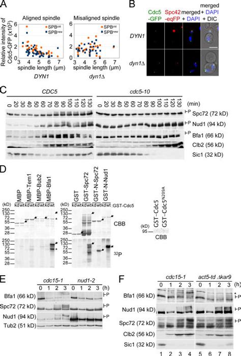 The Spoc Regulates The Phosphorylation Of Bfa By Cdc At Spbs A And