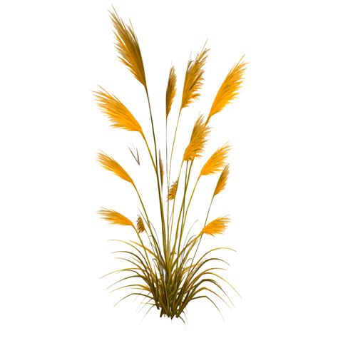 Pampas Png Hd Isolated Png Mart