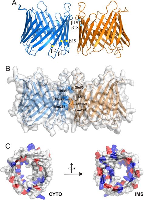 Structure Of The Human Voltage Dependent Anion Channel Pnas