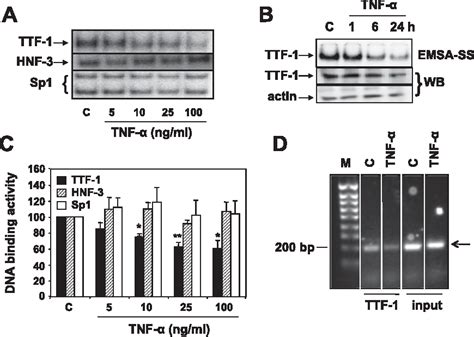 Figure 10 From Thyroid Transcription Factor 1 TTF 1 Gene