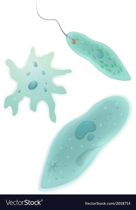 Protozoa Royalty Free Vector Image Vectorstock