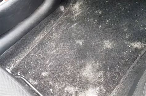 How To Remove Mold From Car Carpet