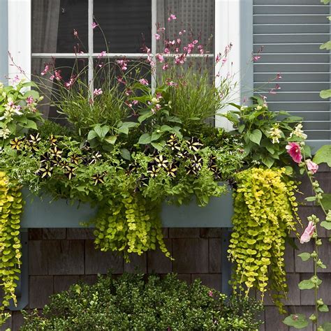 Best Plants For Planter Boxes Partial Sun