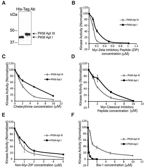 A PKM Generated By Calpain Cleavage Of A Classical PKC Is Required For