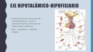 Principios De Endocrinolog A Ppt