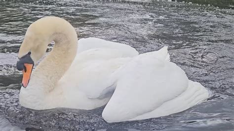 Mute Swan Cob Felix Chases Geese To Feed On Seeds 27th April YouTube