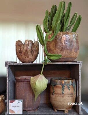 Success With Stapeliads Carrion Flowers Debra Lee Baldwin