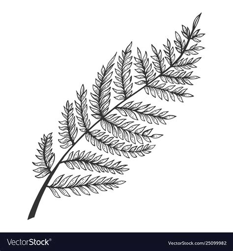 Fern Herb Sketch Engraving Royalty Free Vector Image