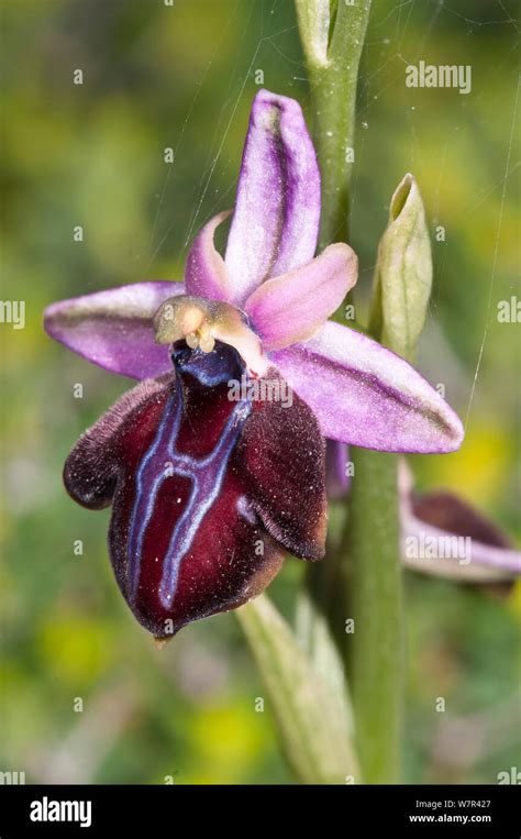 Ophrys Genus Hi Res Stock Photography And Images Alamy