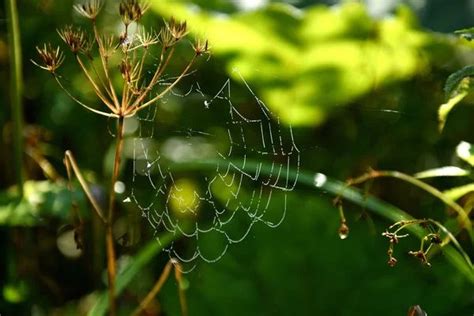 Spider Web In The Forest Images Search Images On Everypixel Urban