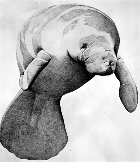 Florida Memory Drawing Of A Manatee Manatee Art Manatee Ocean Art