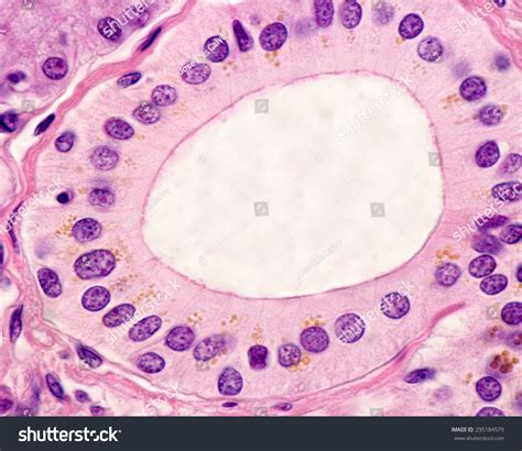 Excretory Duct Salivary Gland