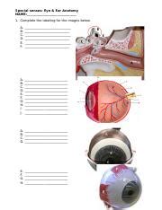 Special Senses Lab Assignment Docx Special Senses Eye Ear Anatomy