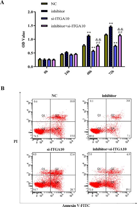 MiR 4739 Regulated Osteoblast Proliferation And Apoptosis By Targeting