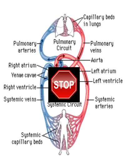 Regulation Of Cardiac Output And Venous Return Flashcards Quizlet