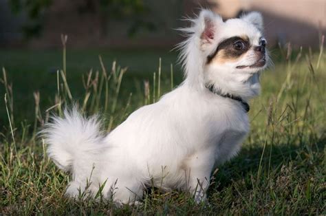 Top 5 Apple Head Chihuahua Breeders in the U.S.