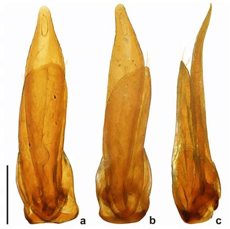 Edeago De Clambus Pubescens L Redtenbacher En Visi N A