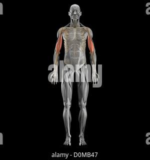 Anatomical Model Showing The Biceps Brachii Muscles Stock Photo Alamy